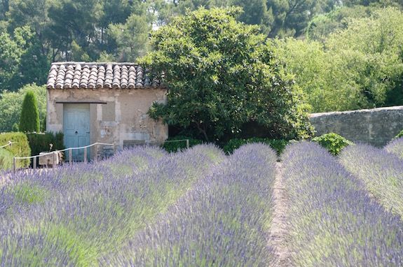Janelle-Gould-Saint-Rémy-de-Provence-Lavender-St-Paul-My-French-Life™