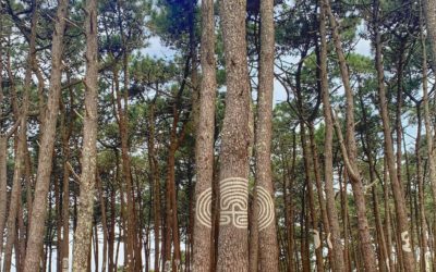 Piñeiral Castrexo, un bosque mágico en Galicia