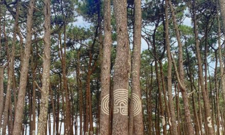 Piñeiral Castrexo, un bosque mágico en Galicia